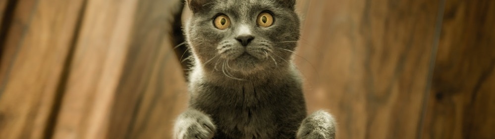 Stock photo of a cat begging